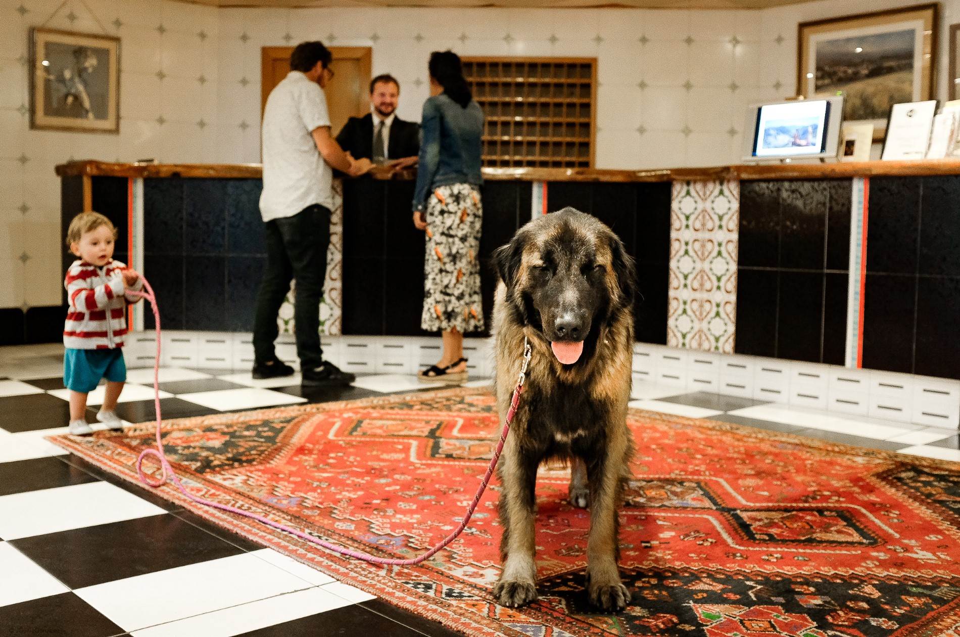 Hotel Llop Gris